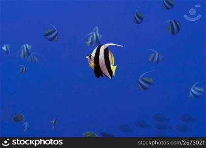 School of Longfin bannerfish (Heniochus acuminatus) swimming underwater, Papua New Guinea