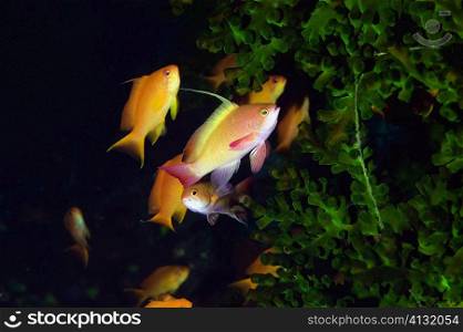School of Lyre-Tail Anthias fish (Pseudanthias squamipinnis) swimming underwater, North Sulawesi, Sulawesi, Indonesia