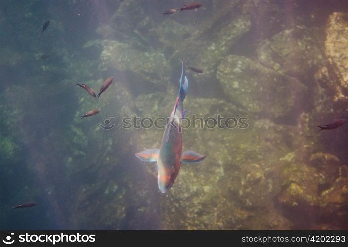 School of Parrotfish swimming underwater, Darwin Bay, Genovesa Island, Galapagos Islands, Ecuador