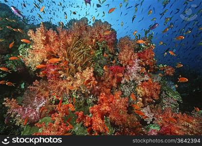 School of sea goldies amongst soft coral reef