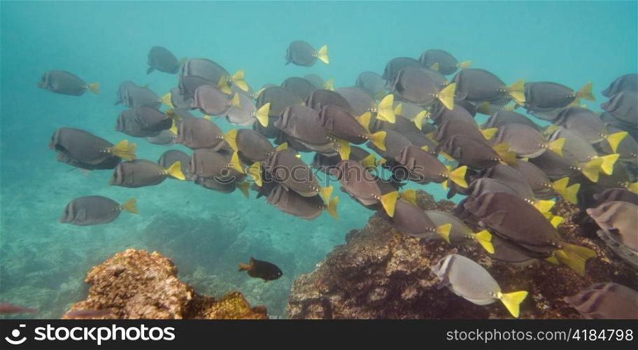 School of Surgeon fish (Zebrasoma flavescens) swimming underwater, Puerto Egas, Santiago Island, Galapagos Islands, Ecuador