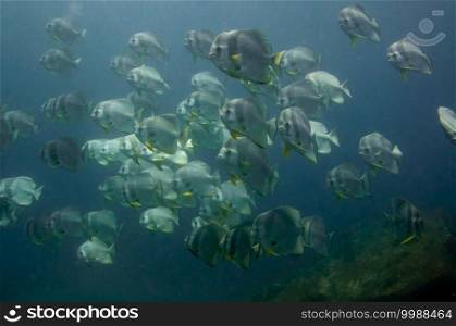 School of tropical silver fish Longfin Batfish  Platax teira  in the blue water in the Indian Ocean
