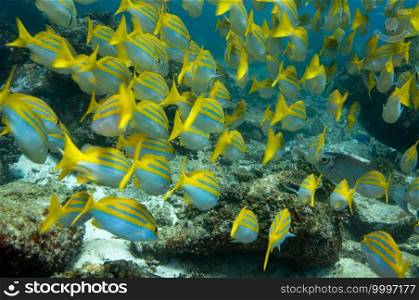 School of tropical yellow fish Bengal Snapper   Lutjanus bengalensis  , Seychelles