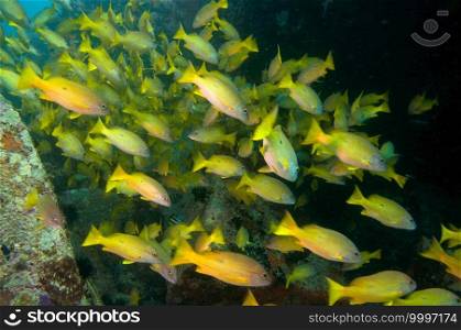 School of tropical yellow fish Blackspot Snapper  Lutjanus fulviflamma ,