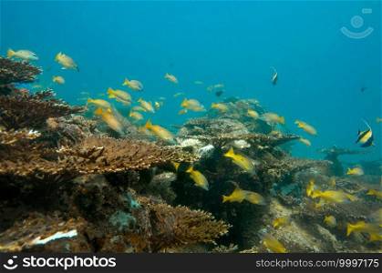 School of tropical yellow fish Blackspot Snapper  Lutjanus fulviflamma ,