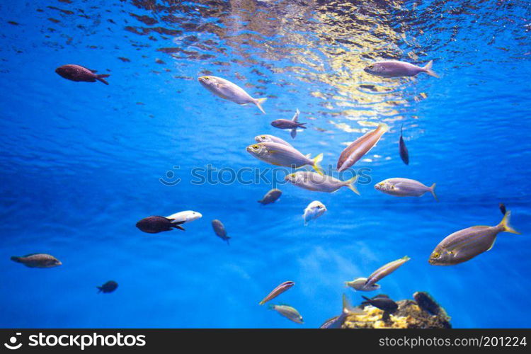 School of Tuna Fish in the Sea. Photo taken in aquarium. School of Tuna Fish in the Sea.