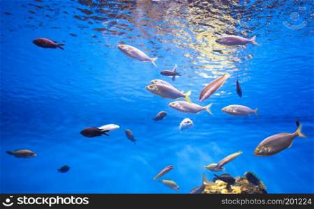 School of Tuna Fish in the Sea. Photo taken in aquarium. School of Tuna Fish in the Sea.