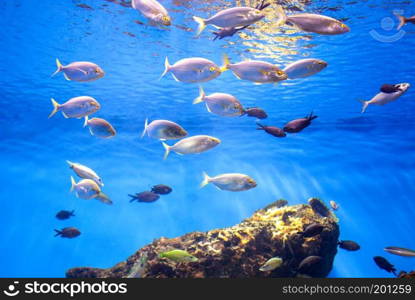 School of Tuna Fish in the Sea. Photo taken in aquarium. School of Tuna Fish in the Sea.