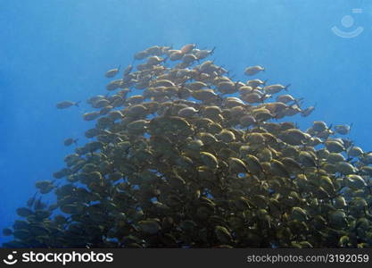 School of Yellow jacks (Carangoides bartholomaei) swimming underwater, Papua New Guinea