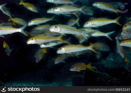 School of Yellowstripe Goatfish  Mulloidichthys flavolineatusResearch Grade . Tropical sea fish in Seychelles