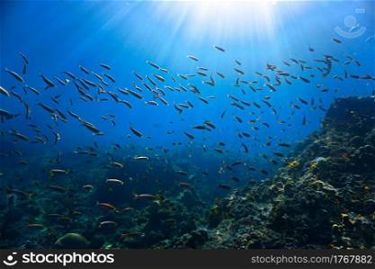 Schools of fish in rays of light
