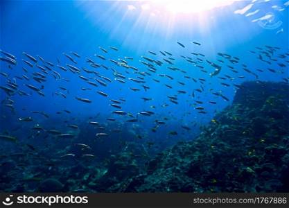 Schools of fish in rays of light