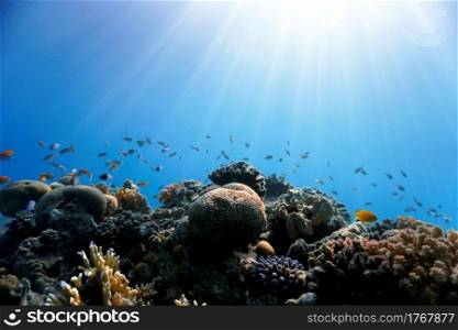 Schools of fish in rays of light at coral reef