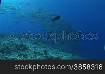 Schwarm von Forsters Barrakudas, (Sphyraena forsteri), bigeye barracuda,im Meer.
