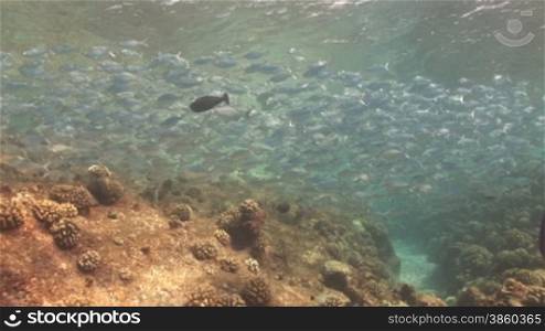 Schwarmfische, FlaggenschwSnze (Kuhlia) im Meerwasser