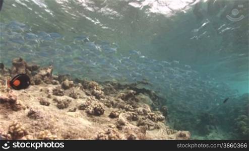 Schwarmfische, FlaggenschwSnze (Kuhlia) im Meerwasser