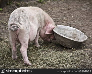 Schwein-und-Schuessel. Pigs with an empty bowl on a farm