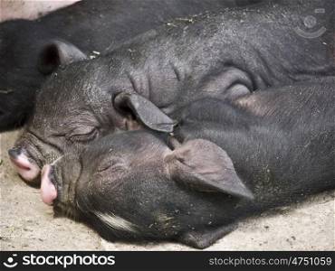 Schweine-schwarz-muede. two sleeping black pigs on a farm