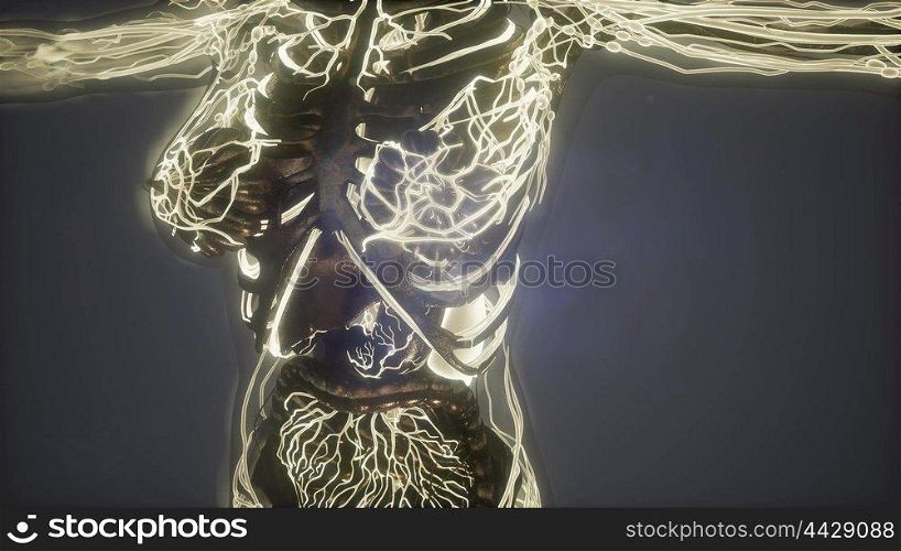 science anatomy of human body in x-ray with glow blood vessels. Human Body with Glow Blood Vessels