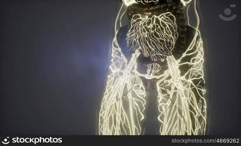 science anatomy of human body in x-ray with glow blood vessels. Human Body with Glow Blood Vessels