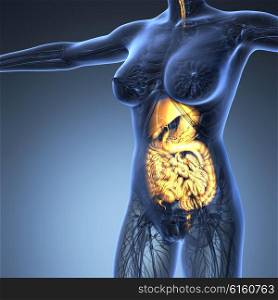 science anatomy of human body in x-ray with glow digestive system