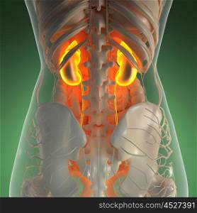 science anatomy of human body in x-ray with glow kidneys