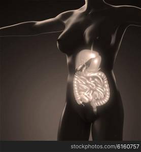 science anatomy of human body with glow digestive system