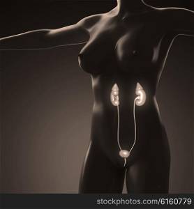science anatomy of human body with glow kidney