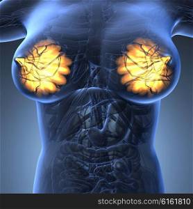 science anatomy of human body with glow mammary gland