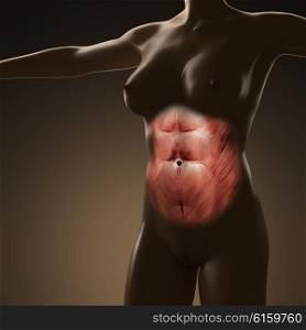 science anatomy of human body with glow rectus abdominis