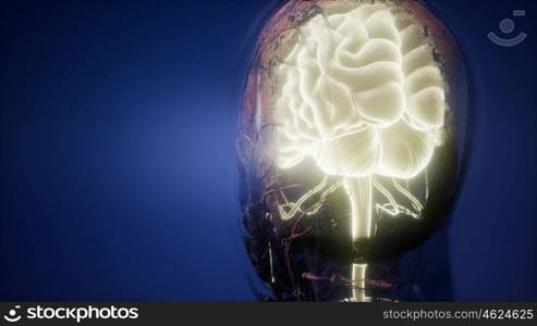 science anatomy of human brain in x-ray. Anatomy of Human Brain