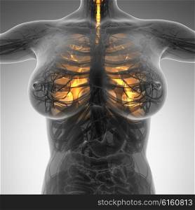 science anatomy of woman body with glow lungs