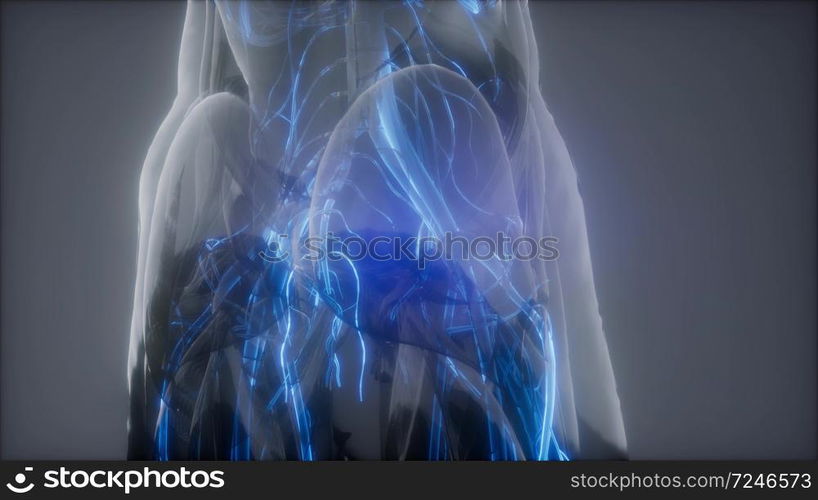 science-anatomy-scan-of-human-blood-vessels-blood-vessels-of-human-body-stockphotos