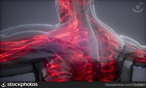 science anatomy scan of human blood vessels. Blood Vessels of Human Body