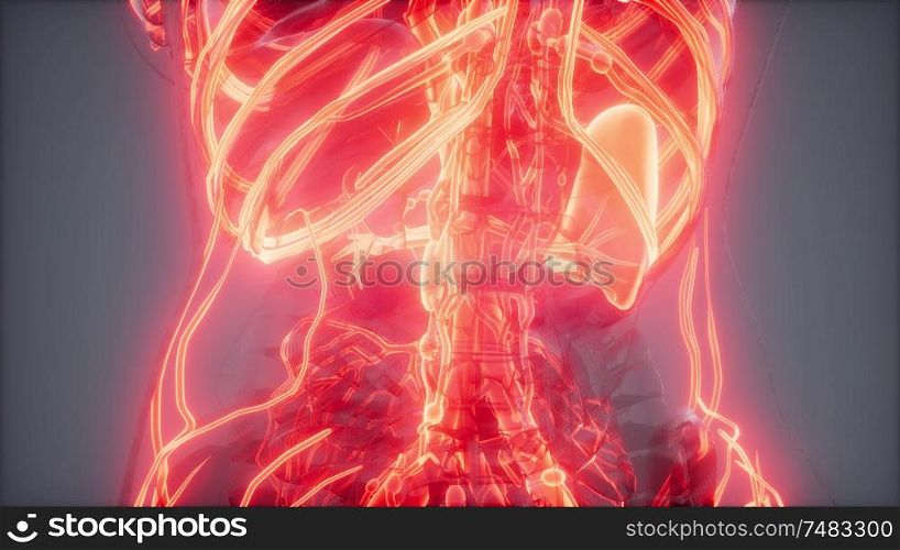 science anatomy scan of human blood vessels. Blood Vessels of Human Body