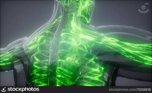 science anatomy scan of human blood vessels. Blood Vessels of Human Body