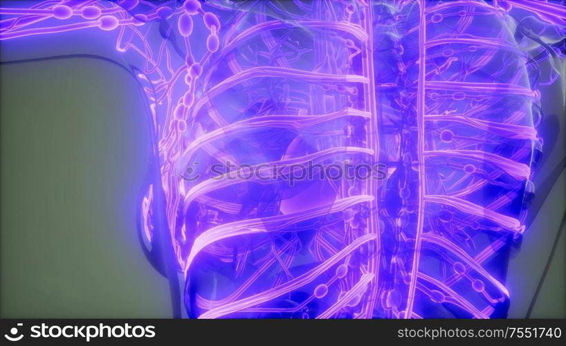 science-anatomy-scan-of-human-blood-vessels-blood-vessels-of-human-body-stockphotos