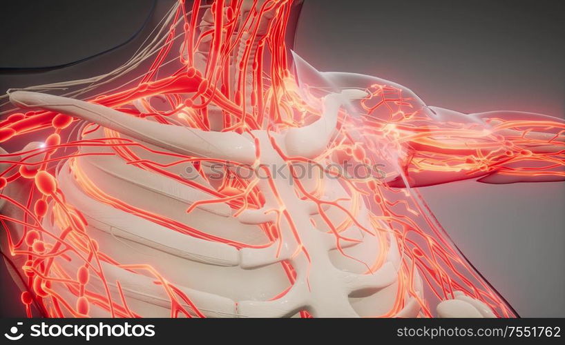 science-anatomy-scan-of-human-blood-vessels-blood-vessels-of-human-body-stockphotos