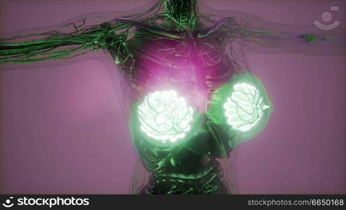 science anatomy scan of human body in x-ray with glow mammary gland. Human Body with Visible Glow Mammary Gland