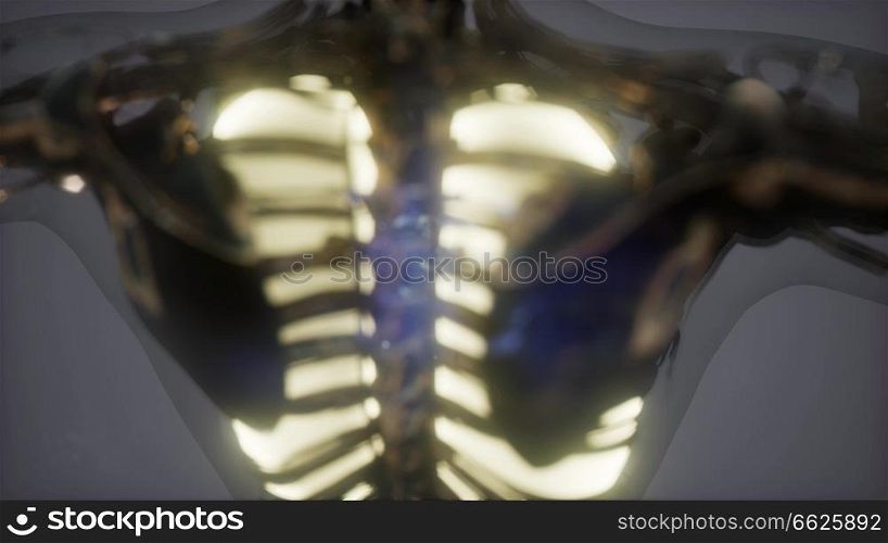 science anatomy scan of human body with visible lungs. Human Body with Visible Lungs