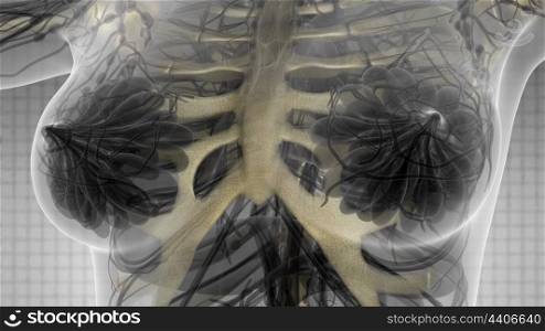 science anatomy scan of human body with visible skeletal bones. Human Body with Visible Skeletal Bones