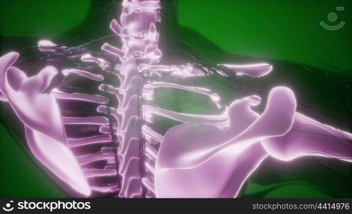 science anatomy scan of human body with visible skeletal bones. Human Body with Visible Skeletal Bones
