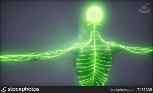 science anatomy scan of human brain glowing. Human Brain Radiology Exam