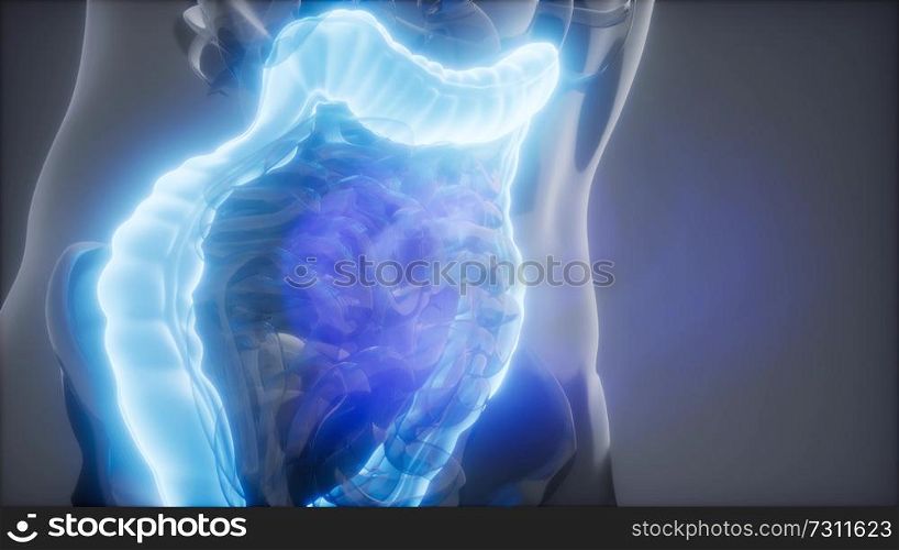 science anatomy scan of human colon glowing. Human Colon Radiology Exam