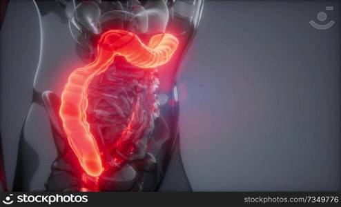 science anatomy scan of human colon glowing. Human Colon Radiology Exam