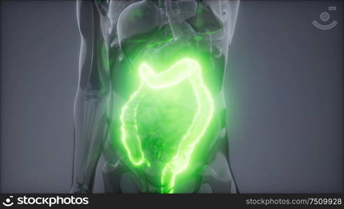 science anatomy scan of human colon glowing. Human Colon Radiology Exam