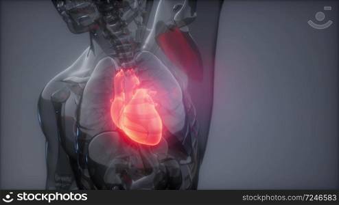 science anatomy scan of human heart glowing. Human Heart Radiology Exam