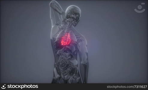 science anatomy scan of human heart glowing. Human Heart Radiology Exam