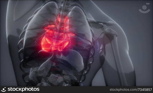 science anatomy scan of human heart glowing. Human Heart Radiology Exam