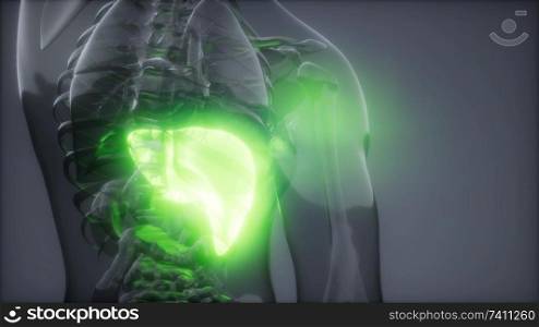 science anatomy scan of human liver glowing. Human Liver Radiology Exam